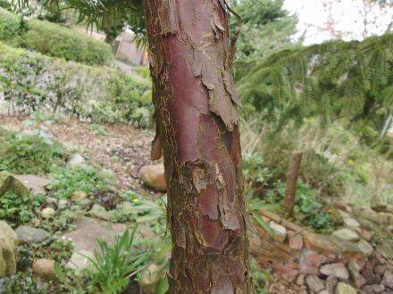 Cephalotaxus harringtonia – Japanse staartjesboom
