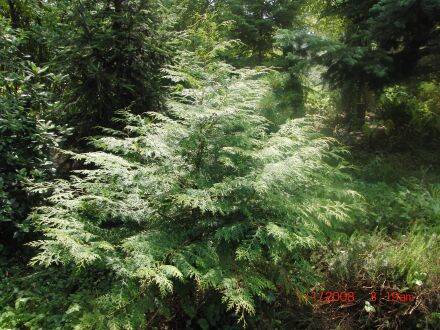 Chamaecyparis formosensis – Formosa-cipres