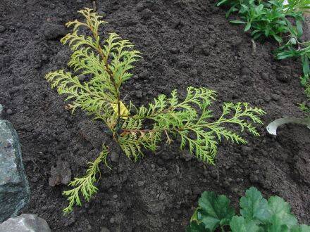 Chamaecyparis formosensis – Formosa-cipres