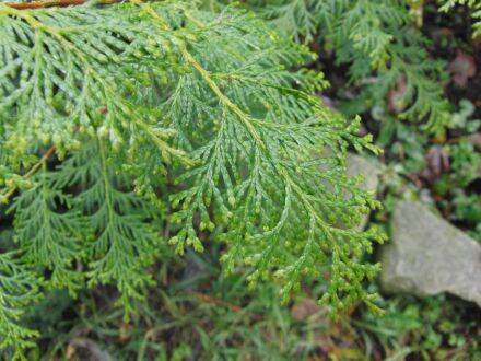 Chamaecyparis formosensis – Formosa-cipres