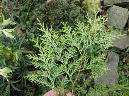 Chamaecyparis formosensis – Formosa-cipres