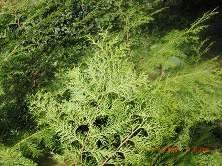 Chamaecyparis formosensis – Formosa-cipres