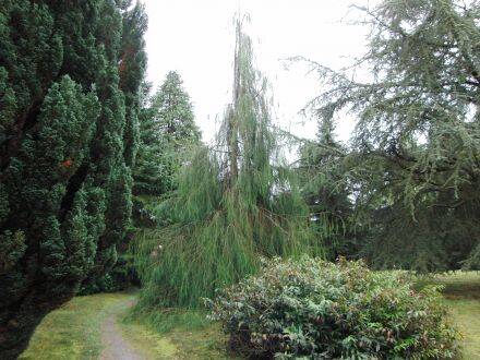 Chamaecyparis lawsoniana 'Imbricata Pendula' – Californische cipres