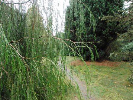 Chamaecyparis lawsoniana 'Imbricata Pendula' – Californische cipres