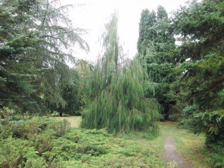 Chamaecyparis lawsoniana 'Imbricata Pendula' – Californische cipres