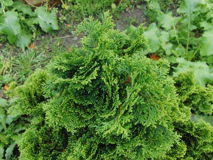 Chamaecyparis obtusa 'Nana Gracilis' – Hinoki-cipres