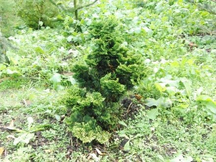 Chamaecyparis obtusa 'Nana Gracilis' – Hinoki-cipres