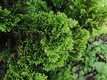 Chamaecyparis obtusa 'Nana Gracilis' – Hinoki-cipres