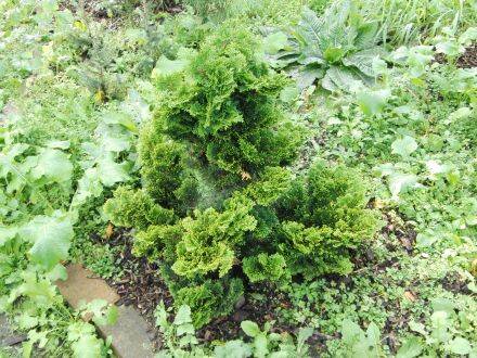 Chamaecyparis obtusa 'Nana Gracilis' – Hinoki-cipres
