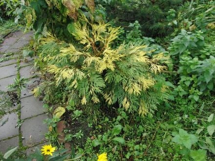 Chamaecyparis pisifera 'Filifera Aereovariegata' – Japanse cipres