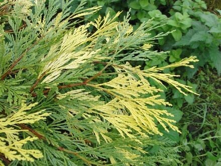 Chamaecyparis pisifera 'Filifera Aereovariegata' – Japanse cipres