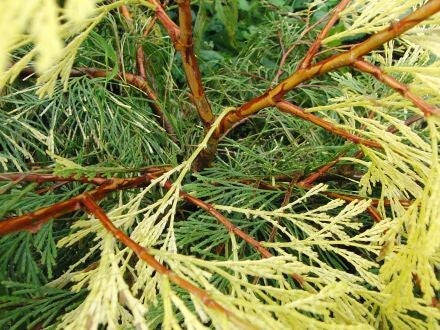 Chamaecyparis pisifera 'Filifera Aereovariegata' – Japanse cipres