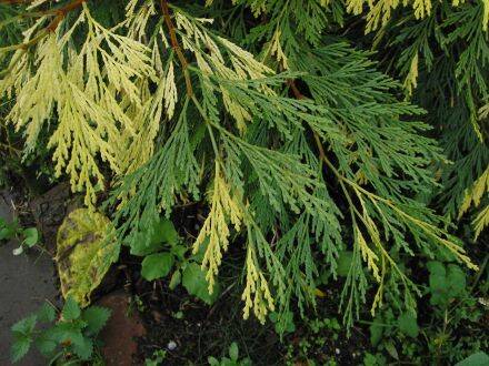 Chamaecyparis pisifera 'Filifera Aereovariegata' – Japanse cipres