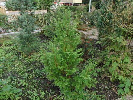 Chamaecyparis pisifera - Japanse cipres