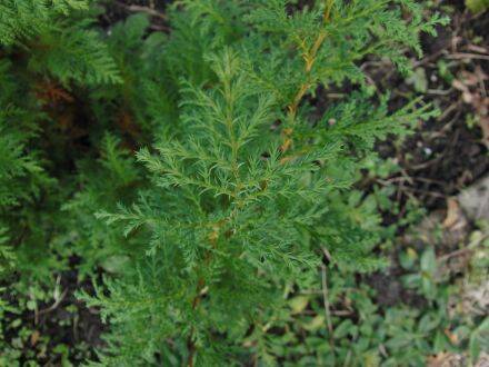 Chamaecyparis pisifera - Japanse cipres