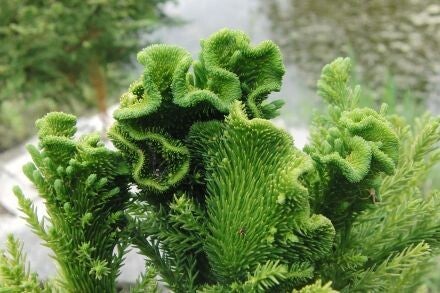 Cryptomeria japonica 'Cristata' – Japanse cipres