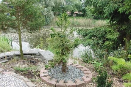 Cryptomeria japonica 'Cristata' – Japanse cipres