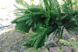 Cryptomeria japonica 'Cristata' – Japanse cipres