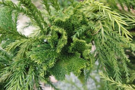 Cryptomeria japonica 'Cristata' – Japanse cipres