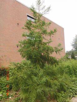 Cryptomeria japonica – Japanse cipres