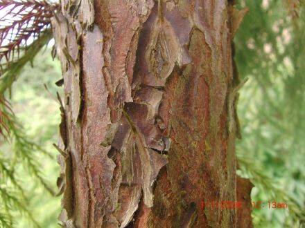 Cryptomeria japonica – Japanse cipres