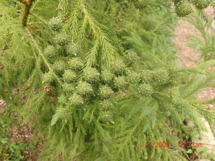 Cryptomeria japonica – Japanse cipres