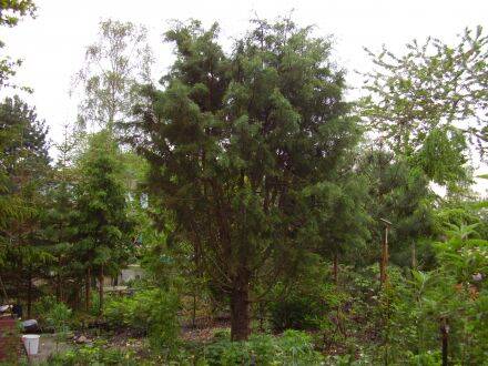Cupressus bakeri - Siskiyou-cipres