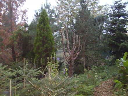 Cupressus bakeri - Siskiyou-cipres