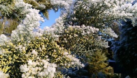 Hesperocyparis glabra