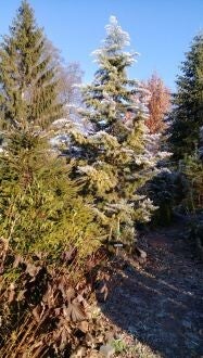 Cupressus glabra - Arizona-cipres