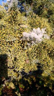 Cupressus glabra - Arizona-cipres
