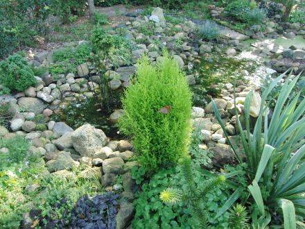 Cupressus macrocarpa 'Gold Crest' – Montereycipres