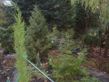 Cupressus sempervirens – Italiaanse cipres