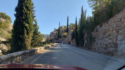 Cupressus sempervirens – Italiaanse cipres