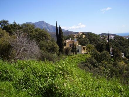 Cupressus sempervirens – Italiaanse cipres