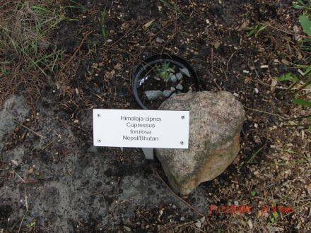 Cupressus torulosa – Himalayacipres