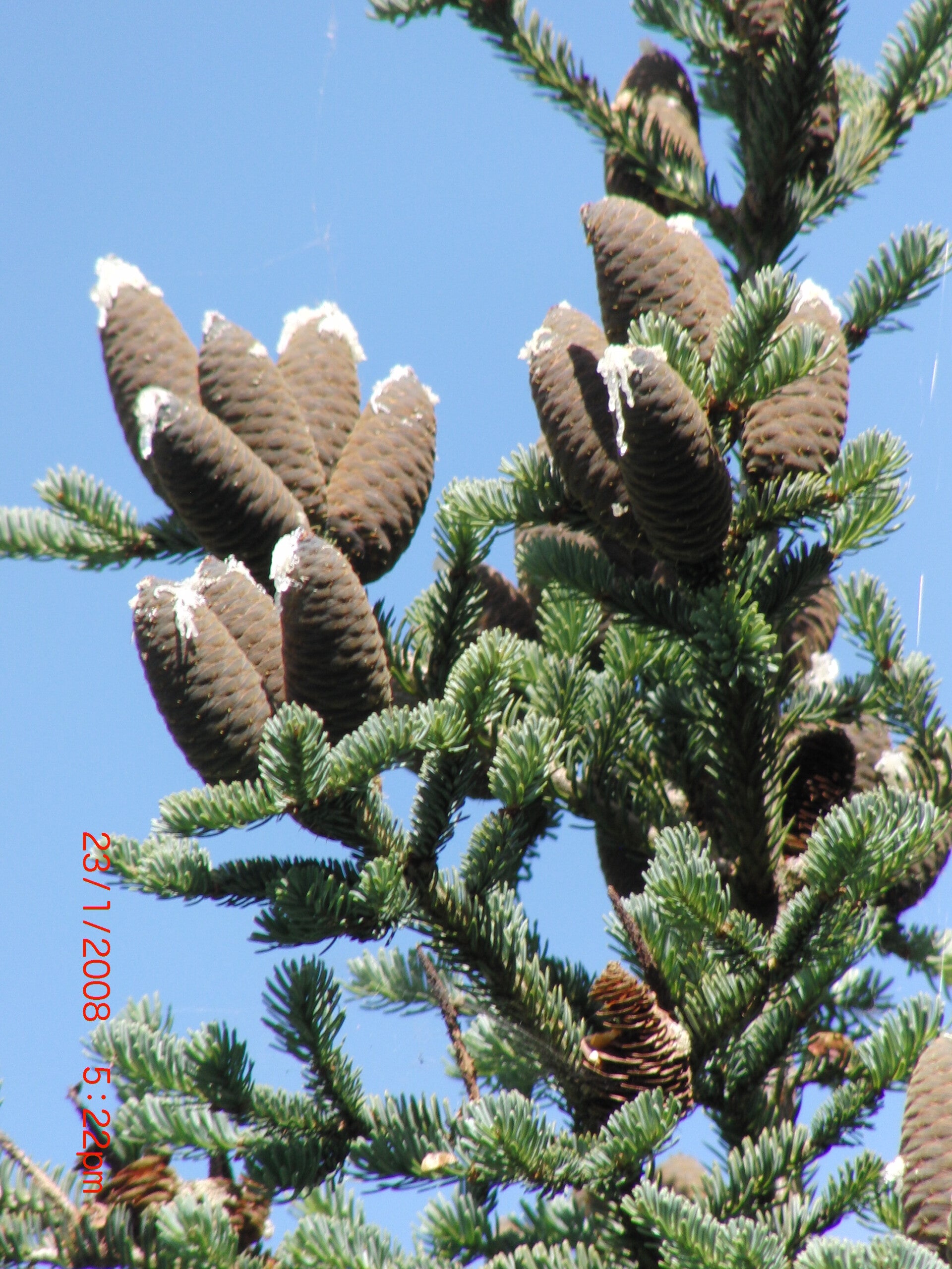 Abies balsamea var. phanerolepis – balsemzilverspar