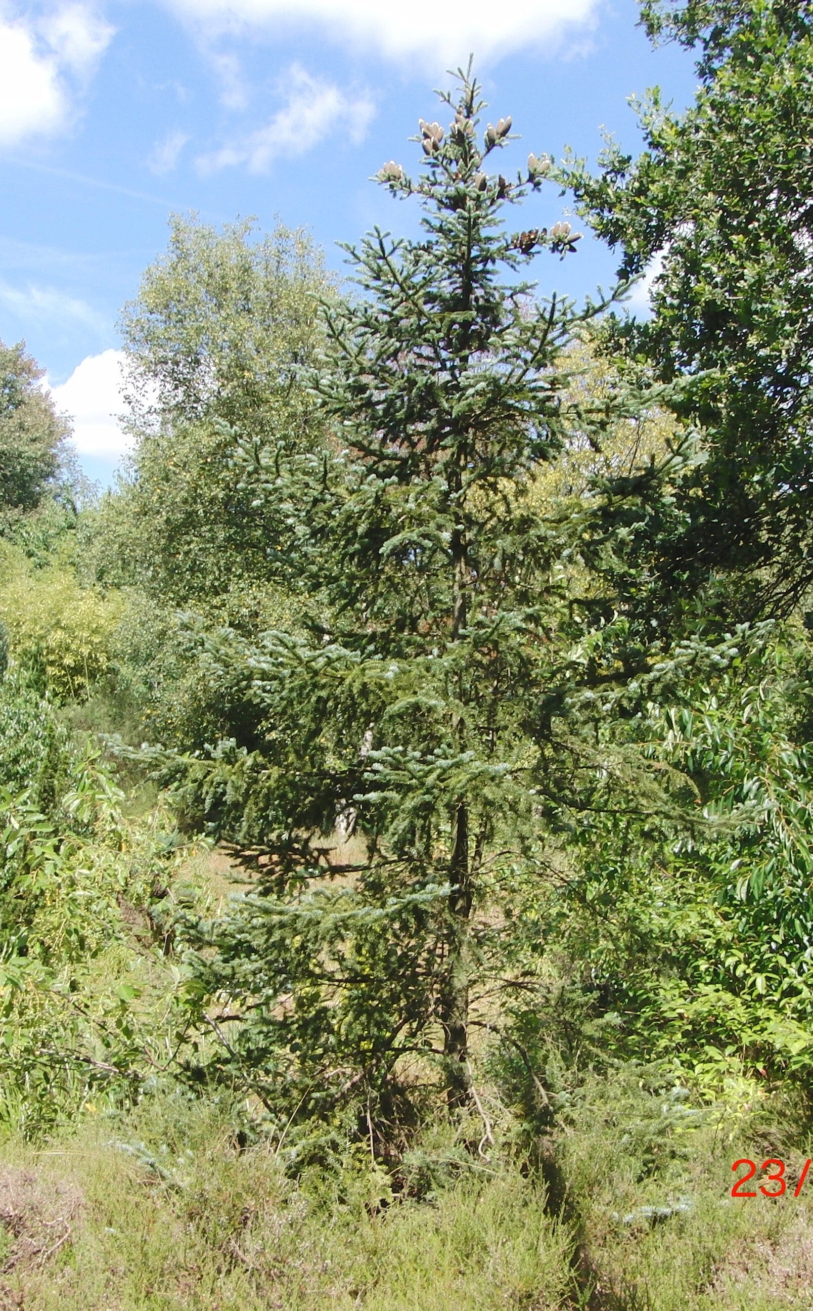 Abies balsamea var. phanerolepis – balsemzilverspar
