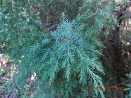 Juniperus bermudiana – Bermuda-jeneverbes