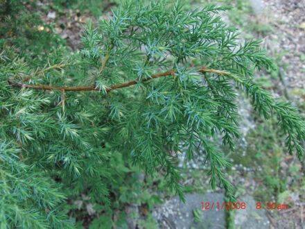 Juniperus bermudiana – Bermuda-jeneverbes