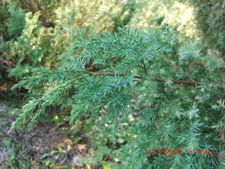 Juniperus bermudiana – Bermuda-jeneverbes