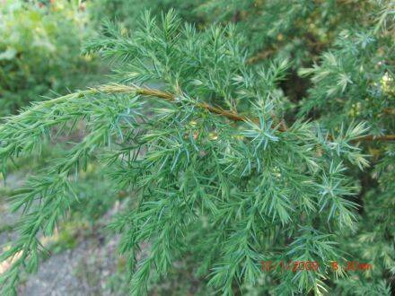 Juniperus bermudiana – Bermuda-jeneverbes