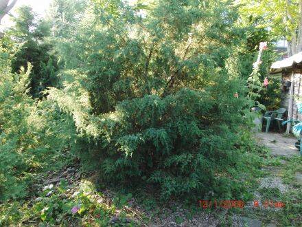 Juniperus bermudiana – Bermuda-jeneverbes