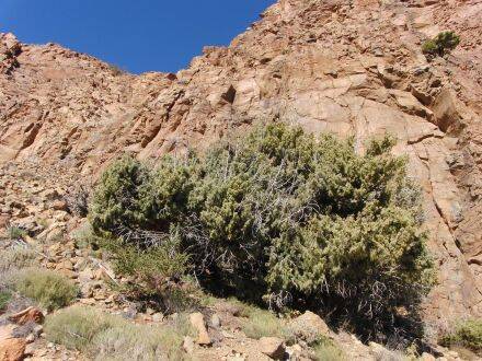 Juniperus cedrus – Canarische jeneverbes