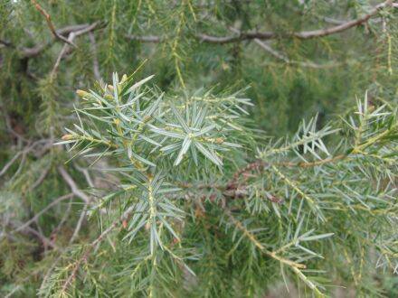 Juniperus cedrus – Canarische jeneverbes
