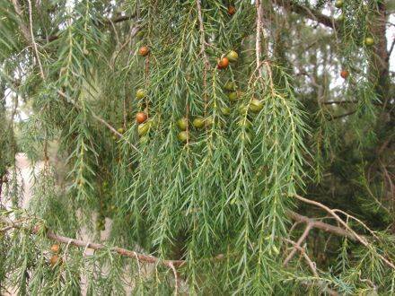 Juniperus cedrus – Canarische jeneverbes