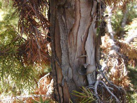 Juniperus cedrus – Canarische jeneverbes