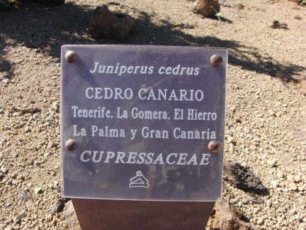 Juniperus cedrus – Canarische jeneverbes