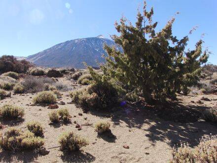 Juniperus cedrus – Canarische jeneverbes
