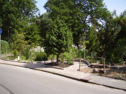 Juniperus chinensis 'Monarch' – Chinese jeneverbes